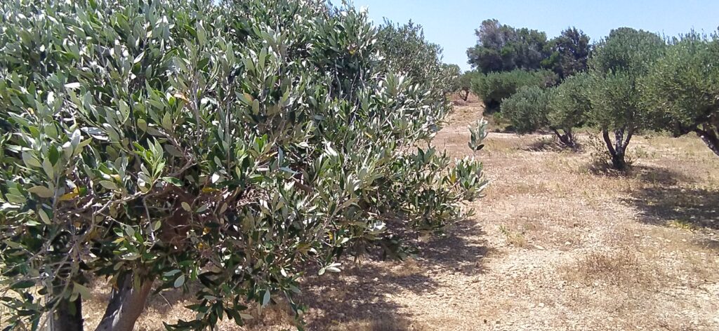 2. Αυτοψία σε παραδοσιακό ελαιώνα για αξιολόγηση της ξυλώδους βλάστησης και του χαρακτήρα της έκτασης στο νησί της Άνδρου. — φωτογραφία 1