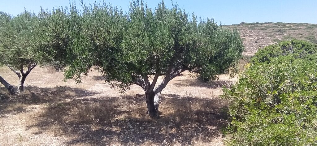 2. Αυτοψία σε παραδοσιακό ελαιώνα για αξιολόγηση της ξυλώδους βλάστησης και του χαρακτήρα της έκτασης στο νησί της Άνδρου. — φωτογραφία 2