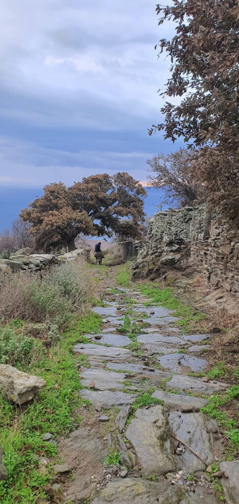 3.Αιωνόβια δέντρα – Μνημειακή βλάστηση στο νησί της Κέας. — φωτογραφία 3