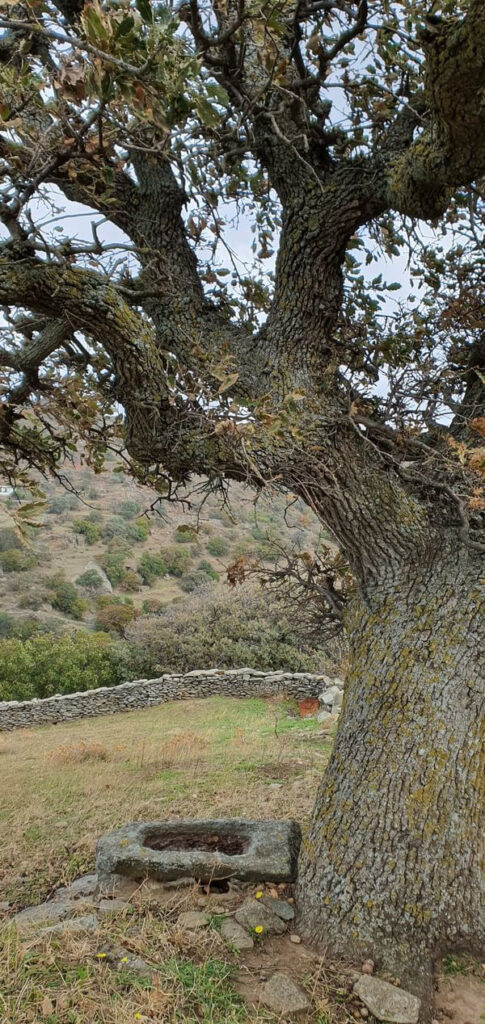 3.Αιωνόβια δέντρα – Μνημειακή βλάστηση στο νησί της Κέας. — φωτογραφία 1